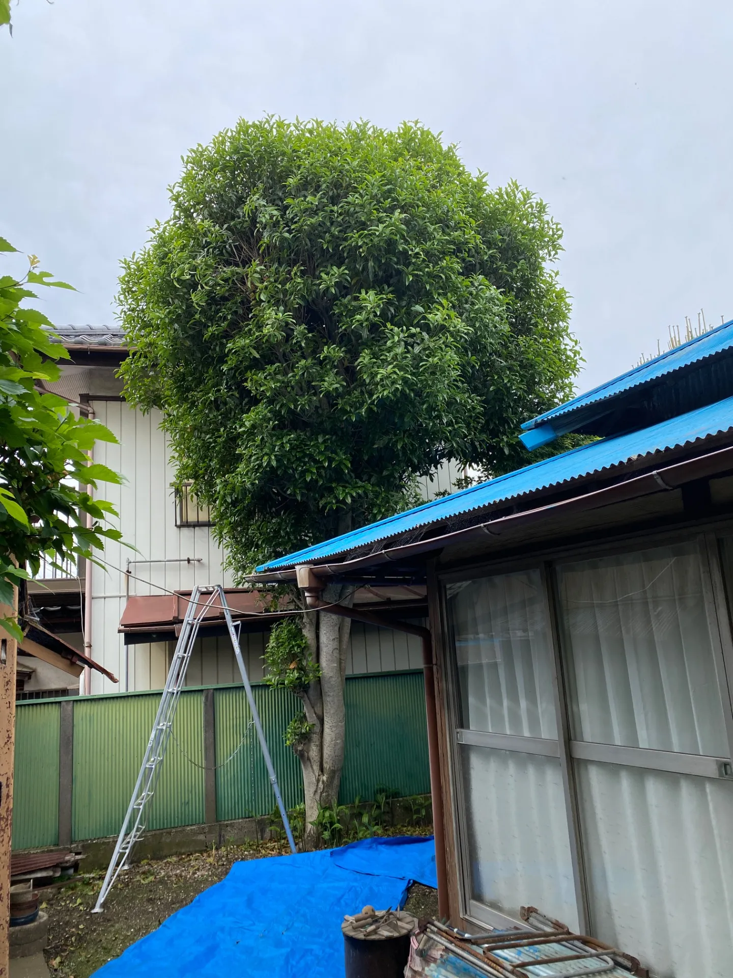 千葉県習志野市|庭木の伐採