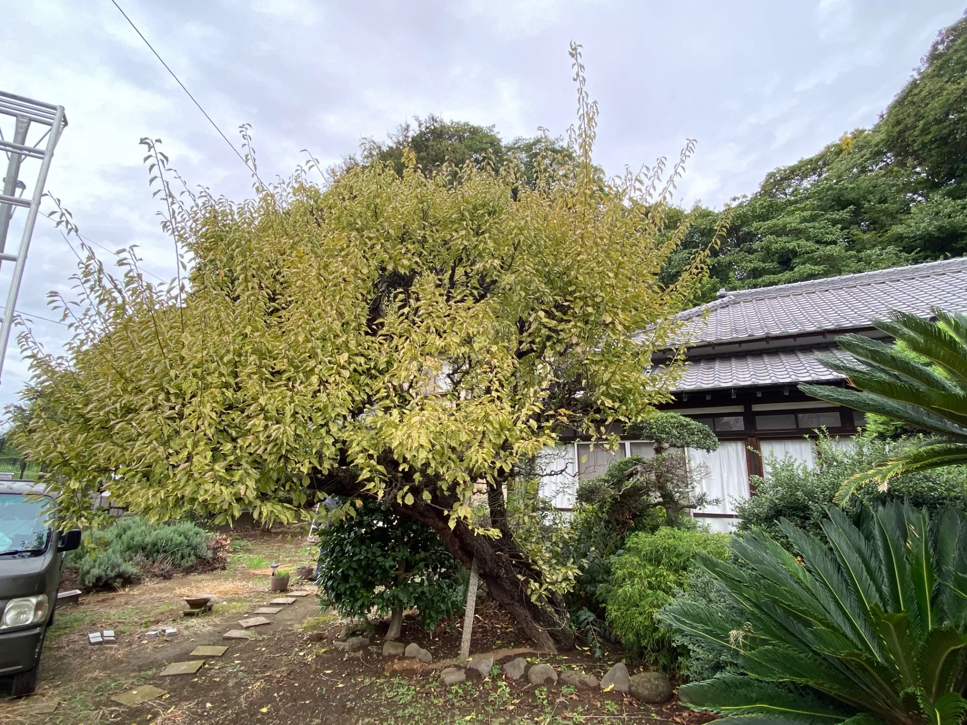 千葉市|植木屋|かりす(刈好)