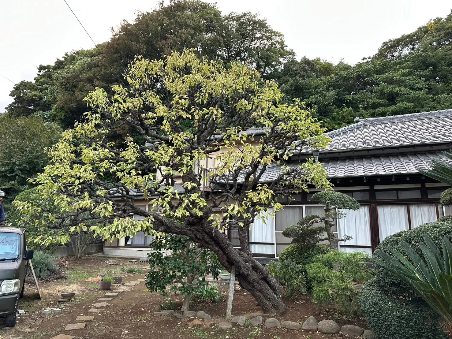 千葉市|植木屋|かりす(刈好)