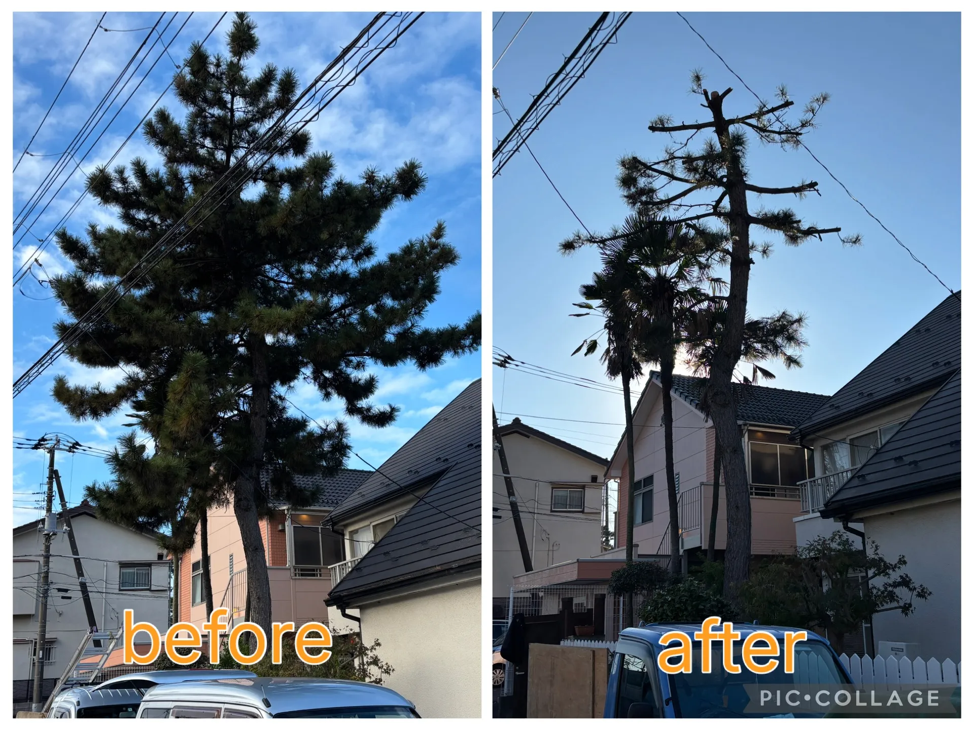 千葉市!植木屋かりす(刈好)枝打ち
