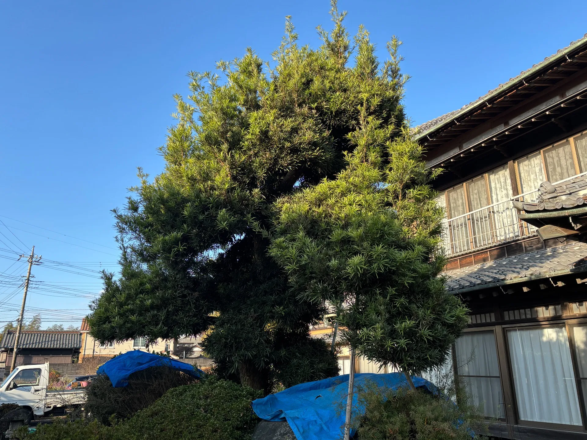 千葉市|植木屋かりす【刈り込みます】