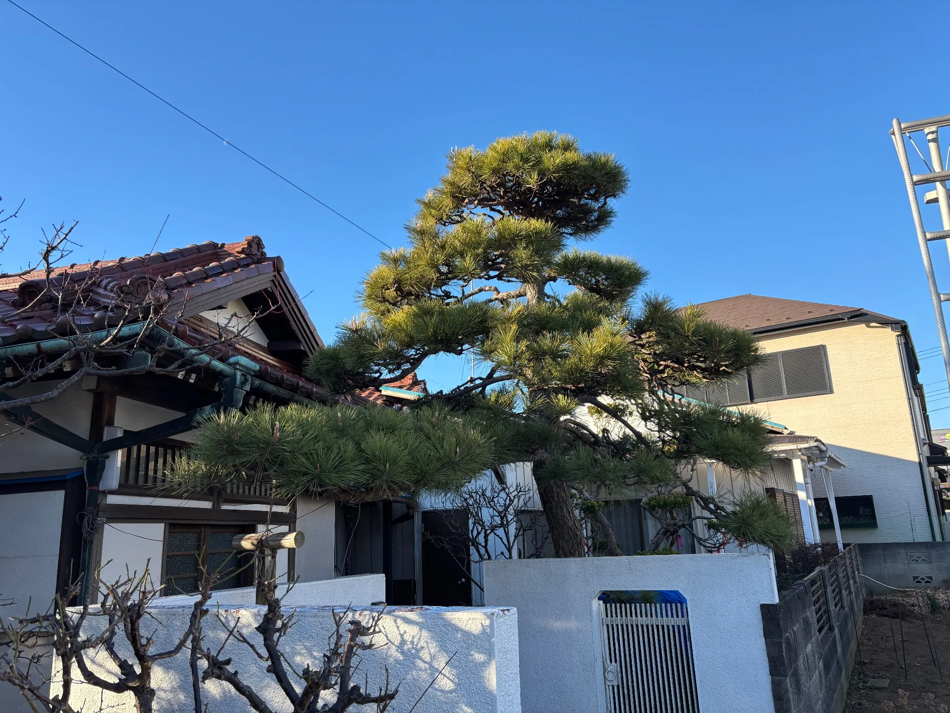 千葉市|植木屋|剪定（刈好）